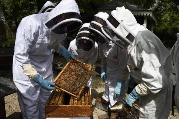 BiH: Pomor pčela zbog pesticida